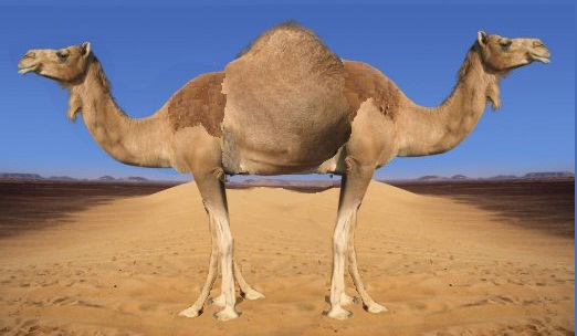 Image result for Two headed camel