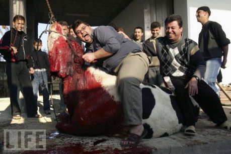 halal-slaughter