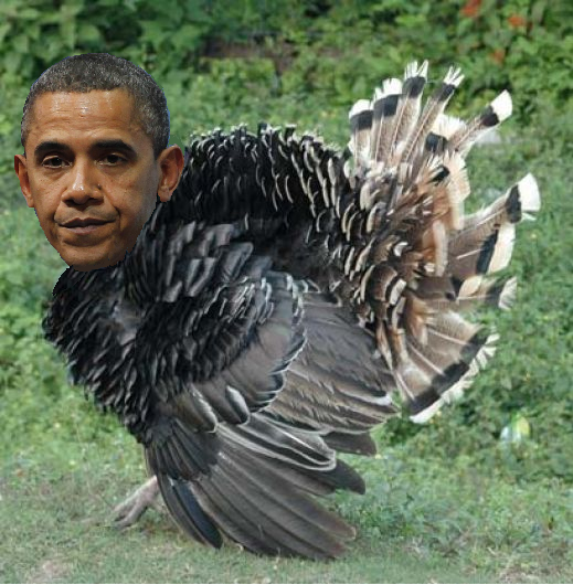 Obama turkey
