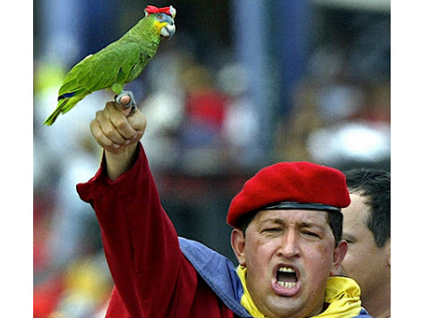 hugo-chavez-parrot