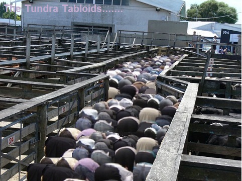 muslim cattle