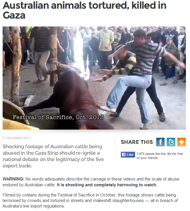 australian cattle in gaza brutally butchered 13.12.2013