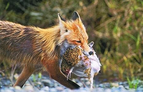 fox-and-henhouse