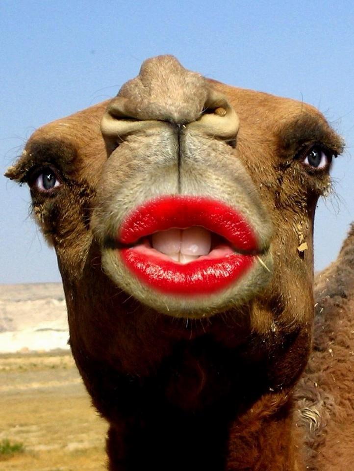 camel