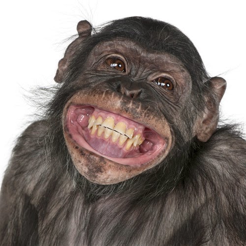 smiling-monkey-faces-gbrhxwtt-e1392573968105